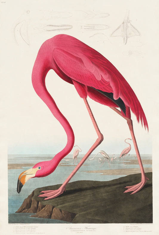 Pink Flamingo from Birds of America (1827) by John James Audubon
