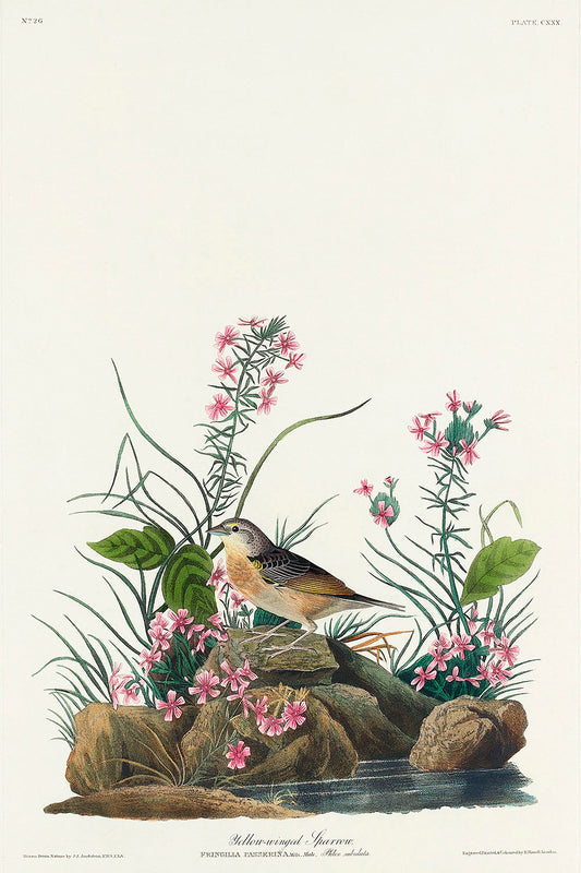 Yellow-winged Sparrow from Birds of America (1827) by John James Audubon