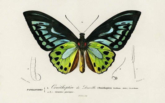 Green birdwing by Charles Dessalines D' Orbigny (1806-1876)