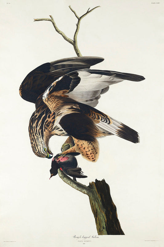 Rough-legged Falcon from Birds of America (1827) by John James Audubon