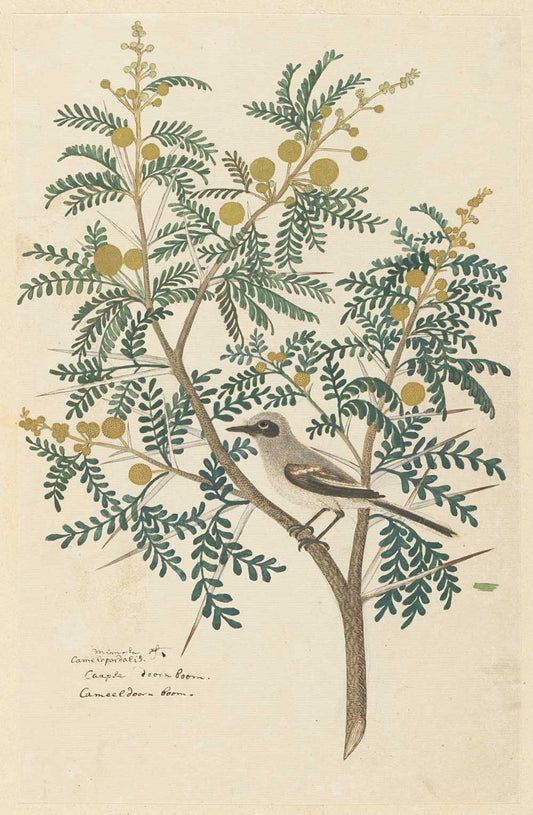 Acacia karroo by Robert Jacob Gordon 1777