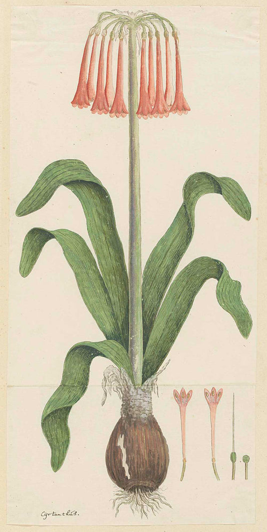 Cyrtanthus carneus by Robert Jacob Gordon 1777