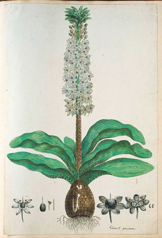 Pineapple flower by Robert Jacob Gordon 1777