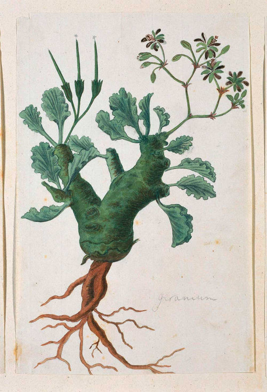 Geranium by Robert Jacob Gordon 1777