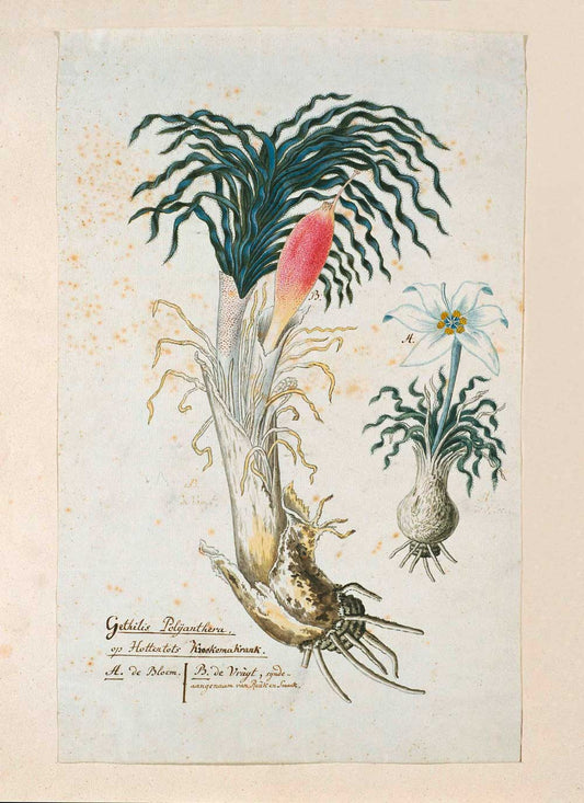Gethyllis ciliaris by Robert Jacob Gordon 1780