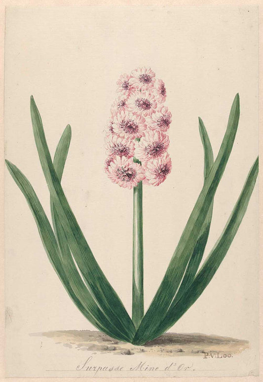 Hyacint genaamd by Pieter van Loo 1745