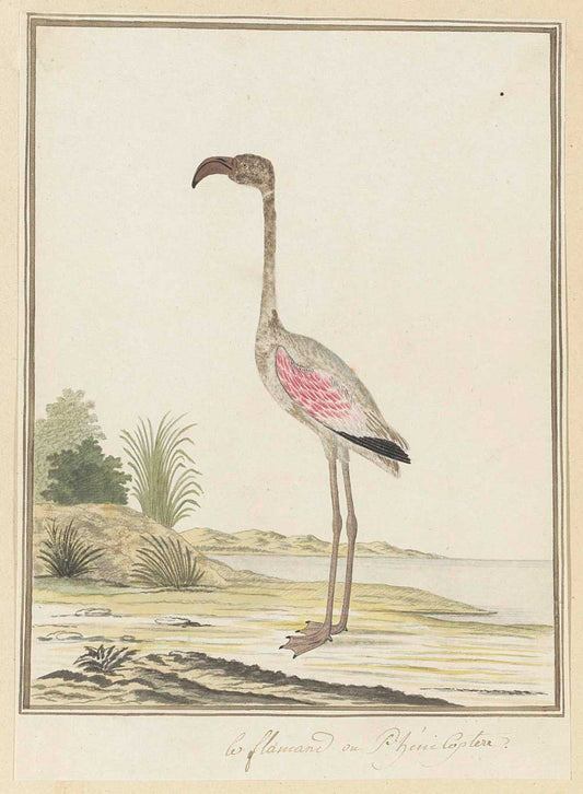 Kleine flamingo by Robert Jacob Gordon 1777