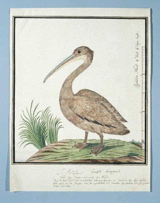 Kleine pelikaan (B) by Robert Jacob Gordon 1777