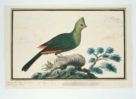 Tauraco corythaix by Robert Jacob Gordon 1777