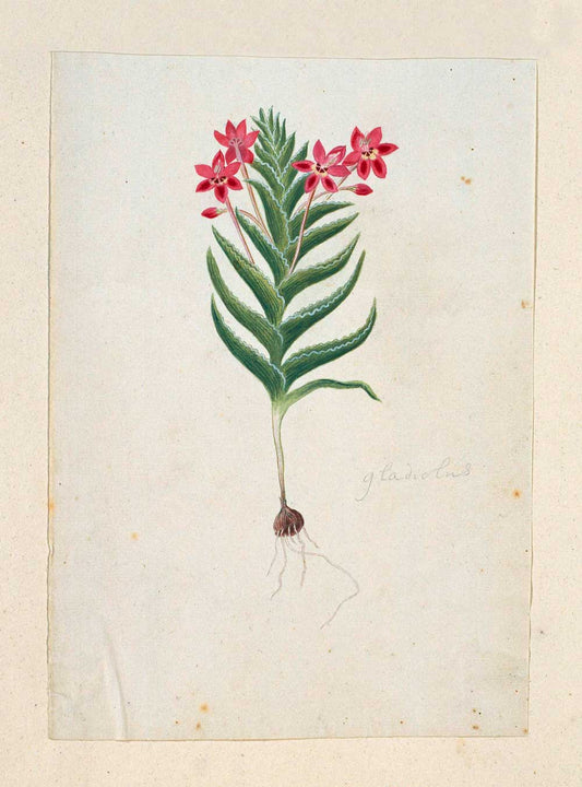 Lapeirousia silenoides by Robert Jacob Gordon 1777