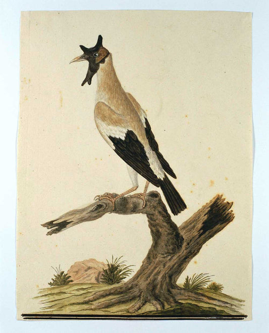 Creatophora cinerea by Robert Jacob Gordon 1777
