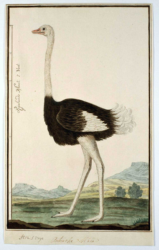 Ostrich by Robert Jacob Gordon 1777