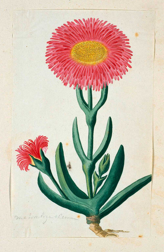 Mesembryanthemum by Robert Jacob Gordon 1777