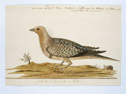 Namaqua patrijs by Robert Jacob Gordon 1778