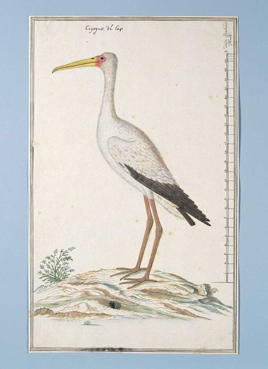 Mycteria ibiss by Robert Jacob Gordon 1777
