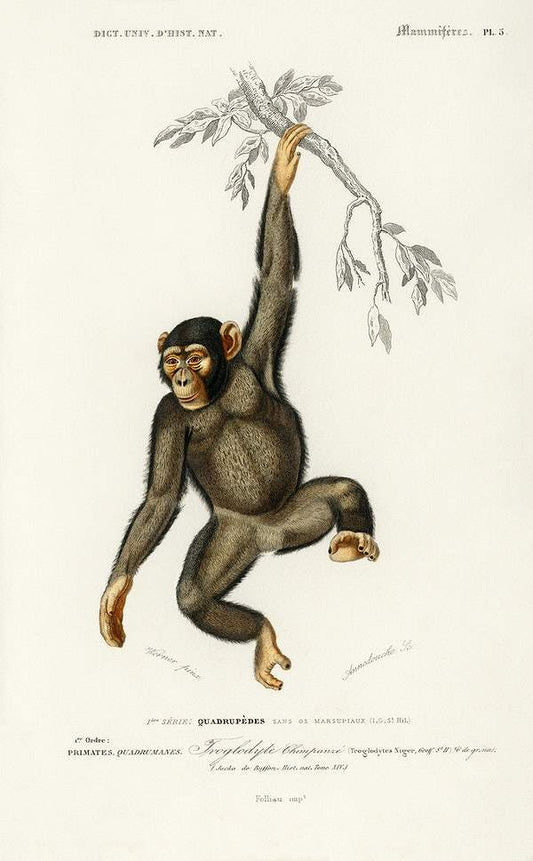 Chimpangze (Troglodyte Chimpanze) illustrated by Charles Dessalines D' Orbigny