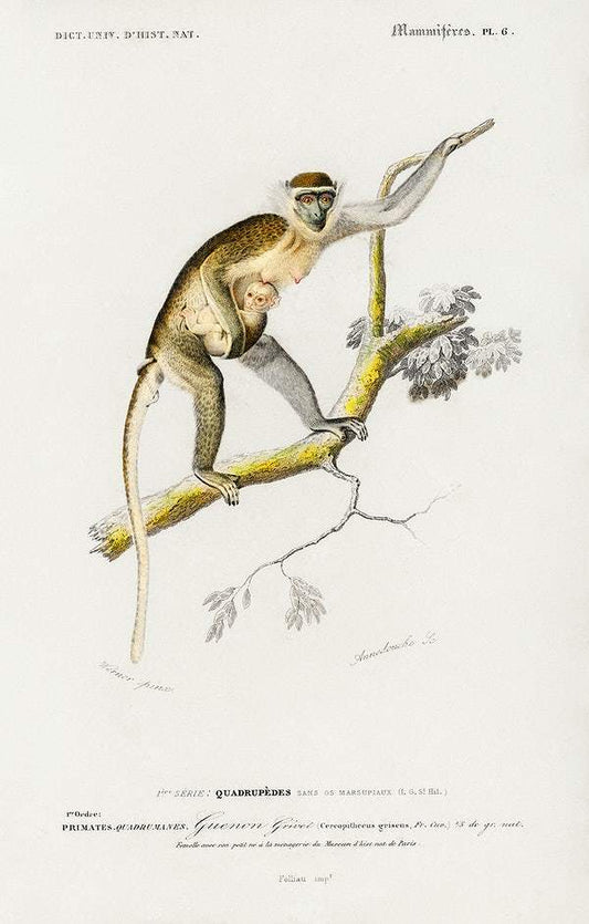 Cercopithecus griseus (Guenon Grivet) illustrated by Charles Dessalines D' Orbigny