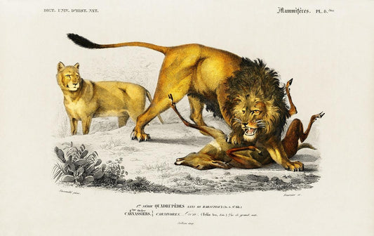 Lion (Panthera Leo) illustrated by Charles Dessalines D' Orbigny