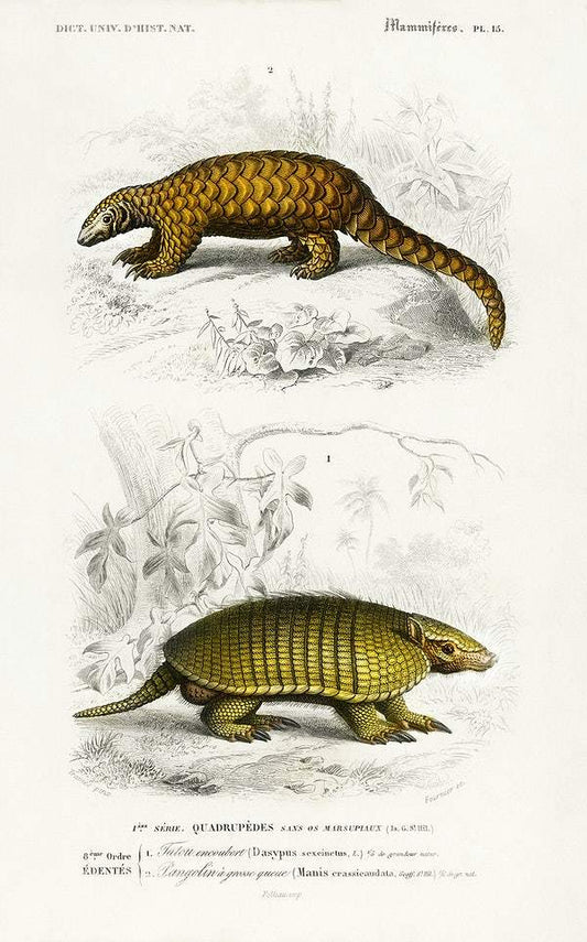 Yellow armadillo (Euphractus sexcinctus) and Indian Pangolin by Charles Dessalines D' Orbigny
