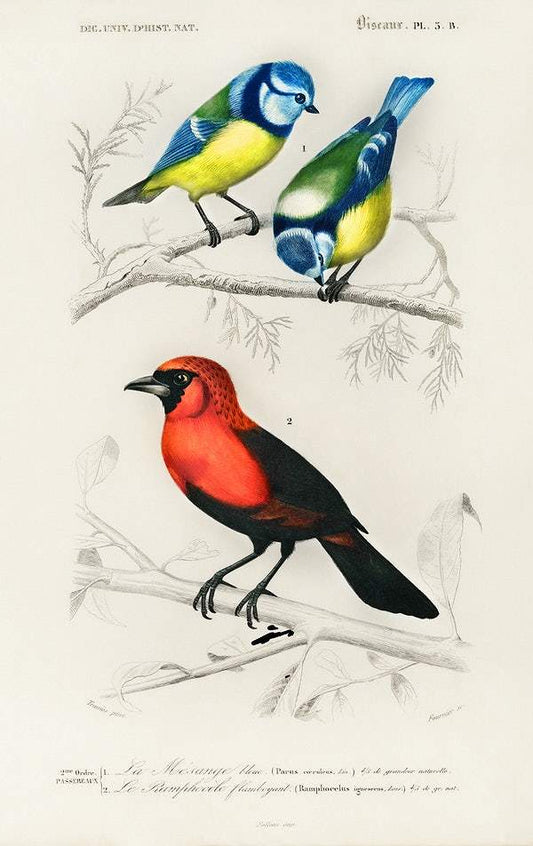 Different types of birds illustrated by Charles Dessalines D' Orbigny (
