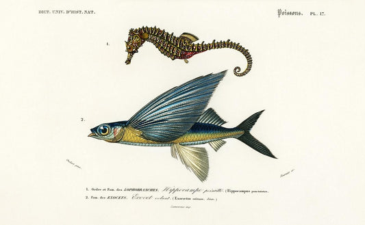 Lined seahorse and two wing flying fish illustrated by Charles Dessalines D' Orbigny