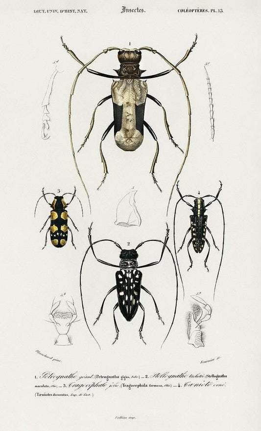 Different types of beetles illustrated by Charles Dessalines D' Orbigny (