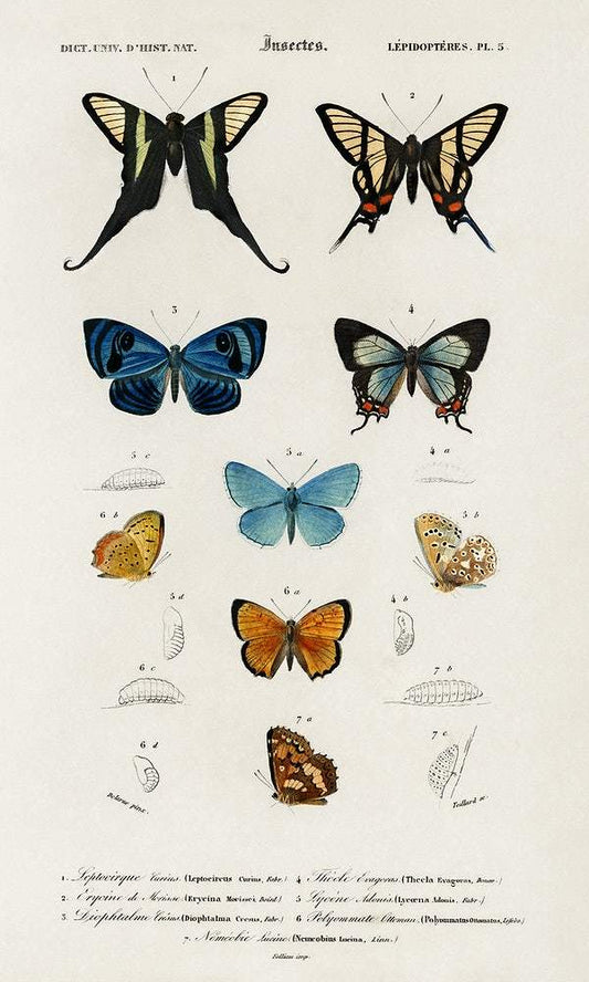 Collection of hand drawings of butterflies illustrated by Charles Dessalines D' Orbigny