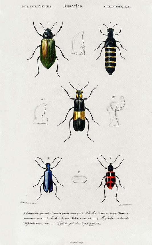 Different types of insects illustrated by Charles Dessalines D' Orbigny