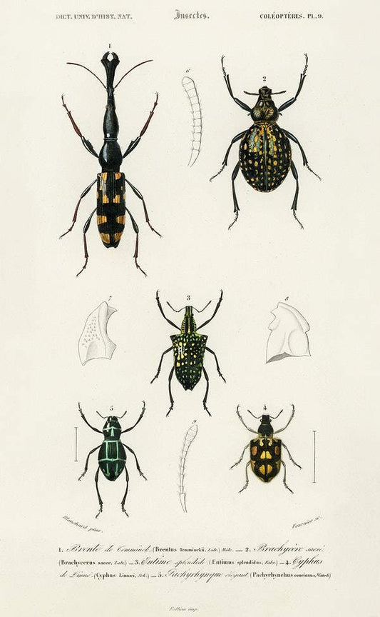 Different types of insects illustrated by Charles Dessalines D' Orbigny