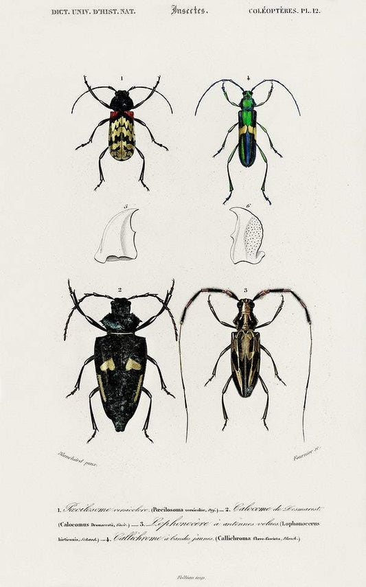 Different types of beetles by Charles Dessalines D' Orbigny