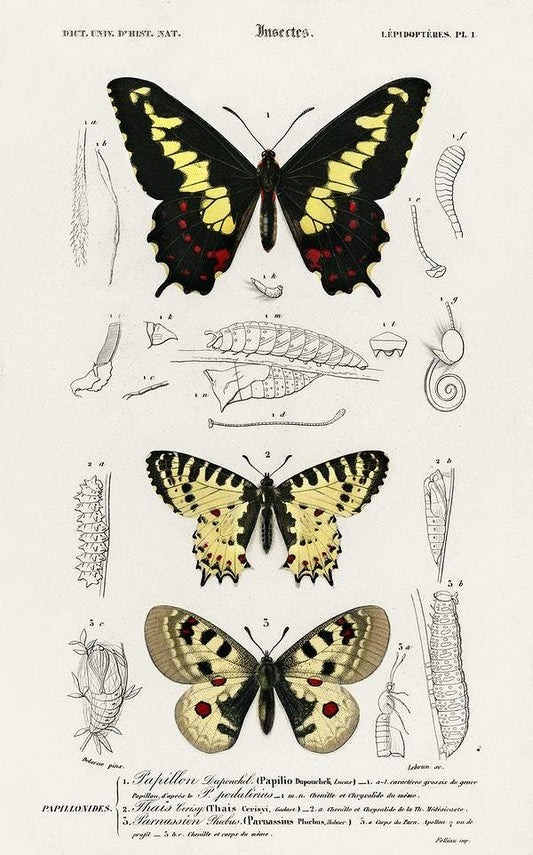 Different types of butterfly illustrated by Charles Dessalines D' Orbigny