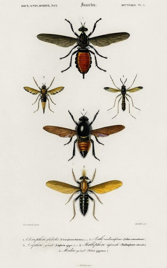 Different types of insects by Charles Dessalines D' Orbigny