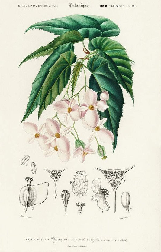 Begonia (Begonia incarnata) illustrated by Charles Dessalines D' Orbigny