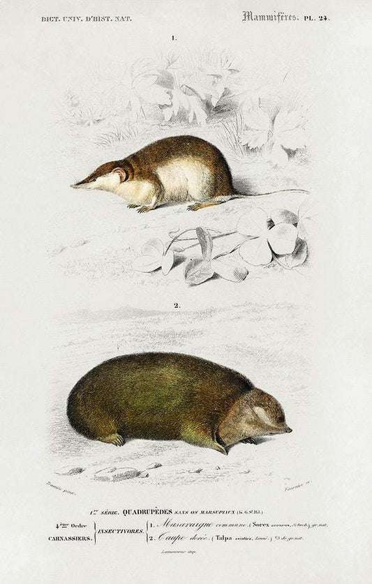 Shrew (Sorex) and Golden mole (Chrysochloridae) illustrated by Charles Dessalines D' Orbigny