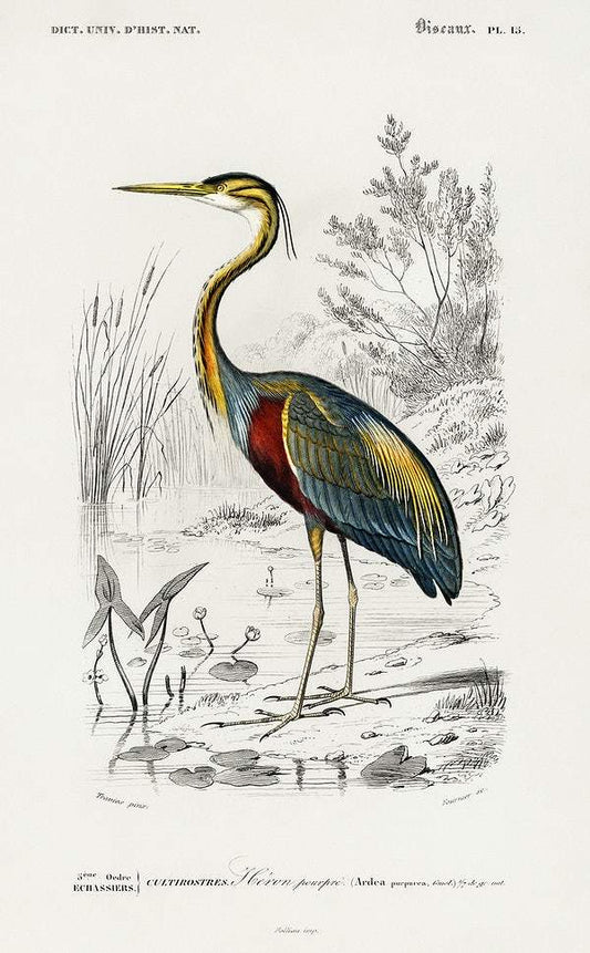 Purple heron (Ardea purpurea) illustrated by Charles Dessalines D' Orbigny