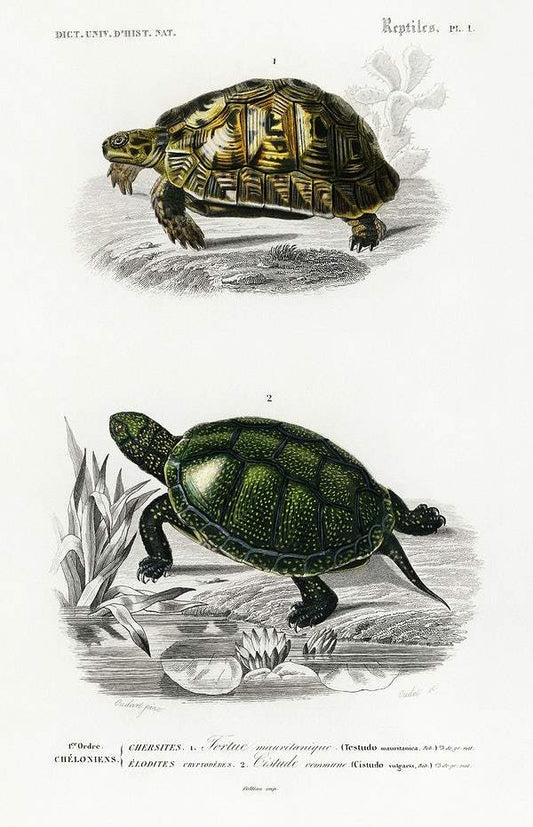 Tortoises (Testudo) and Pond turtle (Emys orbicularis) illustrated by Charles Dessalines D' Orbigny