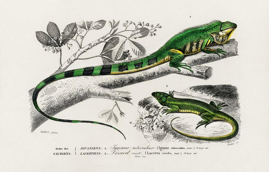 Green lizard (iguana) and Green lizard (Lacerta viridis) illustrated by Charles Dessalines D' Orbigny