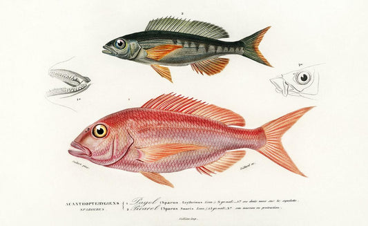 Different types of fishes illustrated by Charles Dessalines D' Orbigny