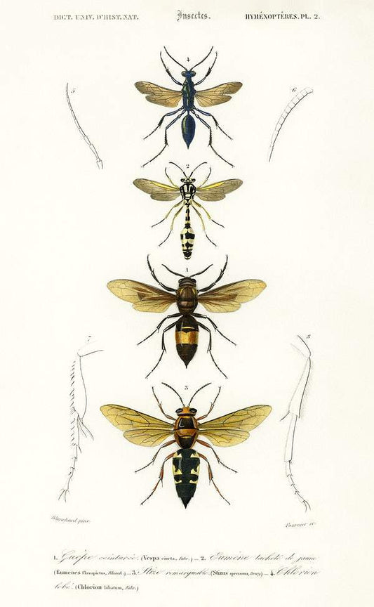 Different types of wasps by Charles Dessalines D' Orbigny