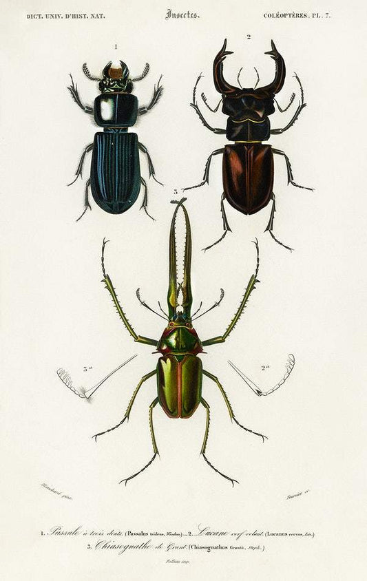 Different types of beetles illustrated by Charles Dessalines D' Orbigny