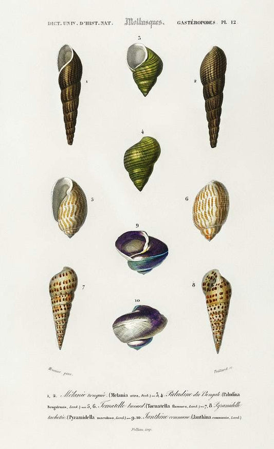 Different types of mollusks illustrated by Charles Dessalines D' Orbigny
