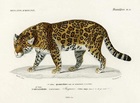 Jaguar (Panthera Onca) illustrated by Charles Dessalines D' Orbigny