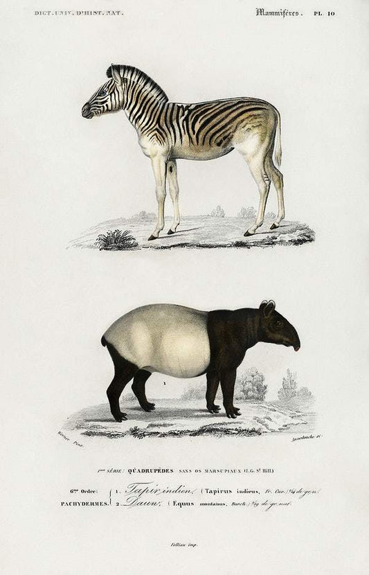 Malayan Tapir (Equus Montanus) and Mountain Zebra (Dauw) illustrated by Charles Dessalines D' Orbigny