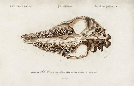 Ungulate skull fossil illustrated by Charles Dessalines D' Orbigny