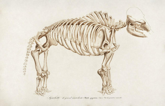 Mamoth (Mammut) illustrated by Charles Dessalines D' Orbigny