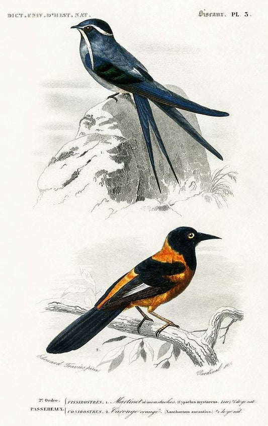 Different types of birds by Charles Dessalines D' Orbigny