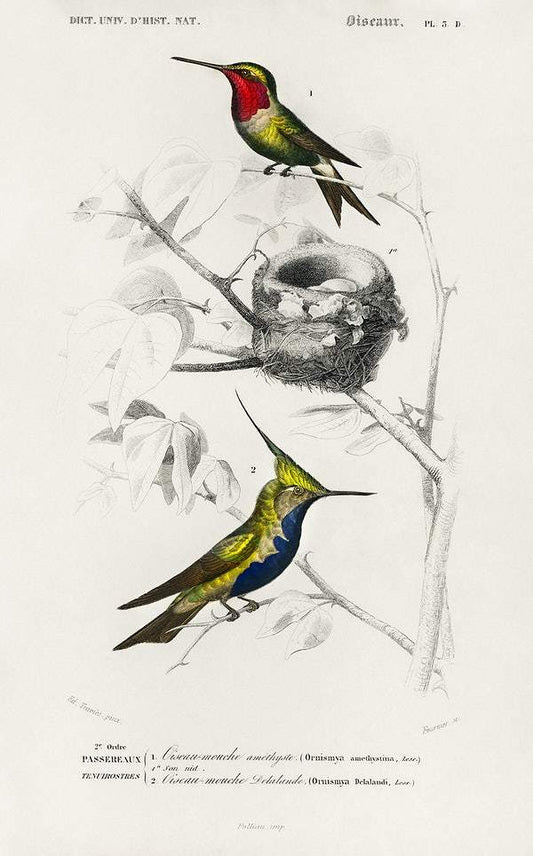 Different types of birds illustrated by Charles Dessalines D' Orbigny