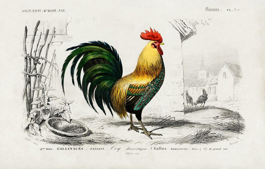 Cock illustrated by Charles Dessalines D' Orbigny