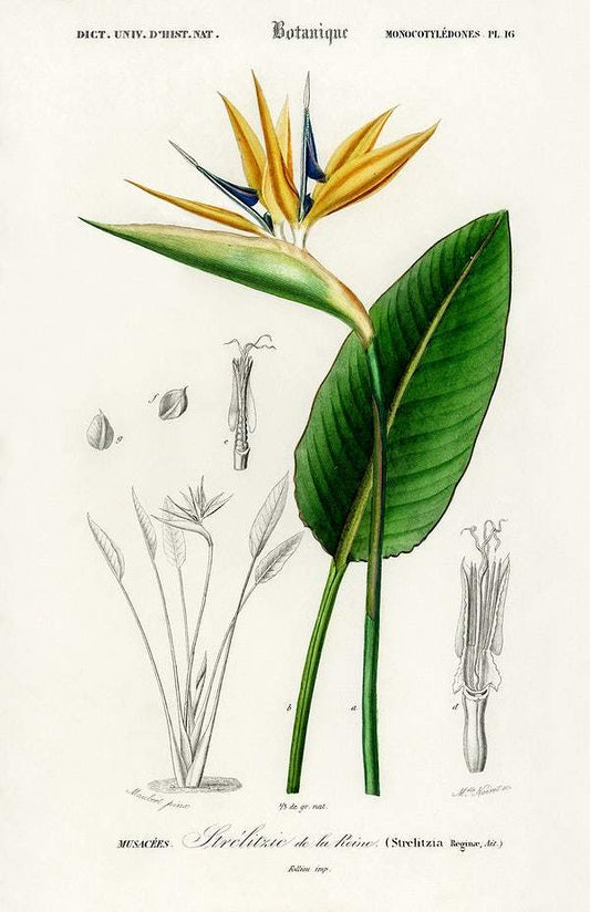 Bird of paradise (Strelitzia Reginae) illustrated by Charles Dessalines D' Orbigny
