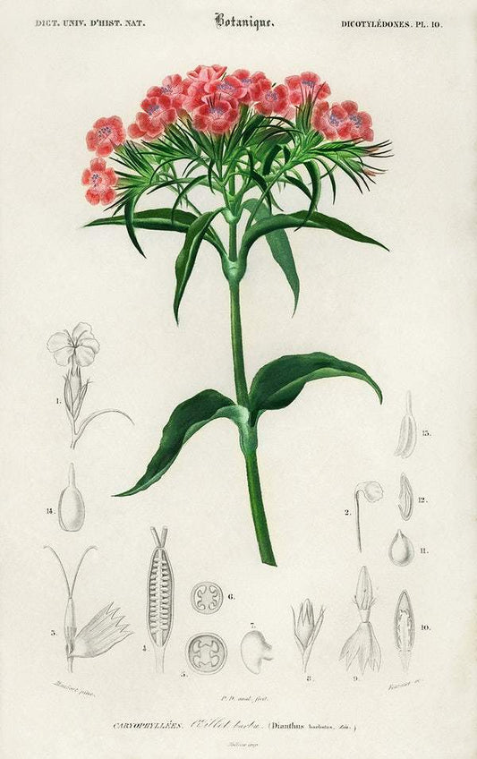 Sweet william (Dianthus barbatus) illustrated by Charles Dessalines D' Orbigny